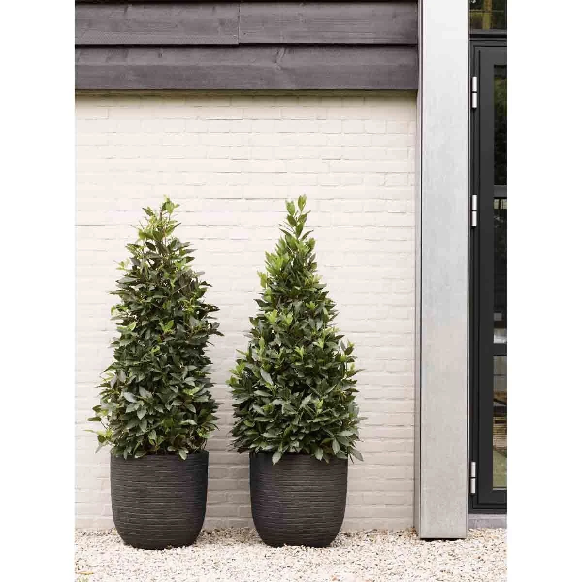 Capi Europe Ball Planter Row NL 43x41 - Black 4 Capi Europe Ball Planter Row NL 43x41 - Black - Image 4