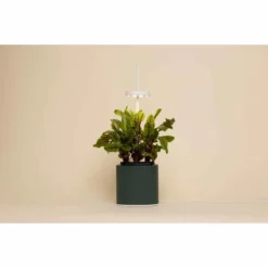 Pret A Pousser Nano Garden Forest Green With 1 Coleus Pod -Garden Tools Shop 299376 3