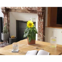 Pret A Pousser Nano Garden Forest Green With 1 Coleus Pod -Garden Tools Shop 299376 5