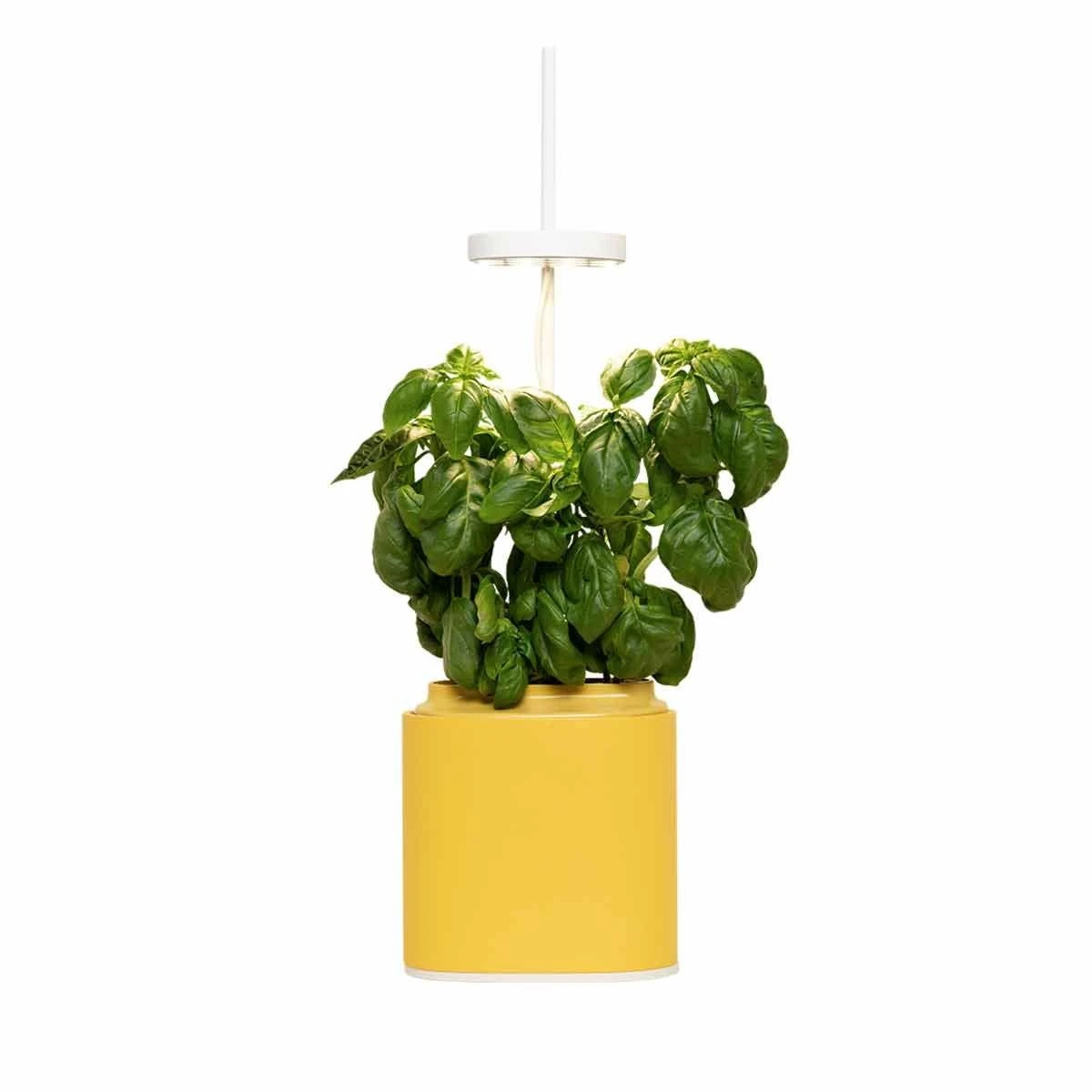 Pret A Pousser Nano Garden Mimosa Yellow With 1 Basil Pod 1 Pret A Pousser Nano Garden Mimosa Yellow With 1 Basil Pod