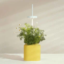 Pret A Pousser Nano Garden Mimosa Yellow With 1 Basil Pod 10 Pret A Pousser Nano Garden Mimosa Yellow With 1 Basil Pod -Garden Tools Shop 299378 5