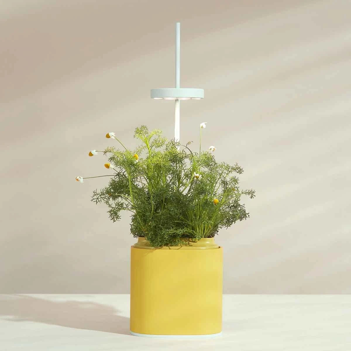 Pret A Pousser Nano Garden Mimosa Yellow With 1 Basil Pod 5 Pret A Pousser Nano Garden Mimosa Yellow With 1 Basil Pod - Image 5