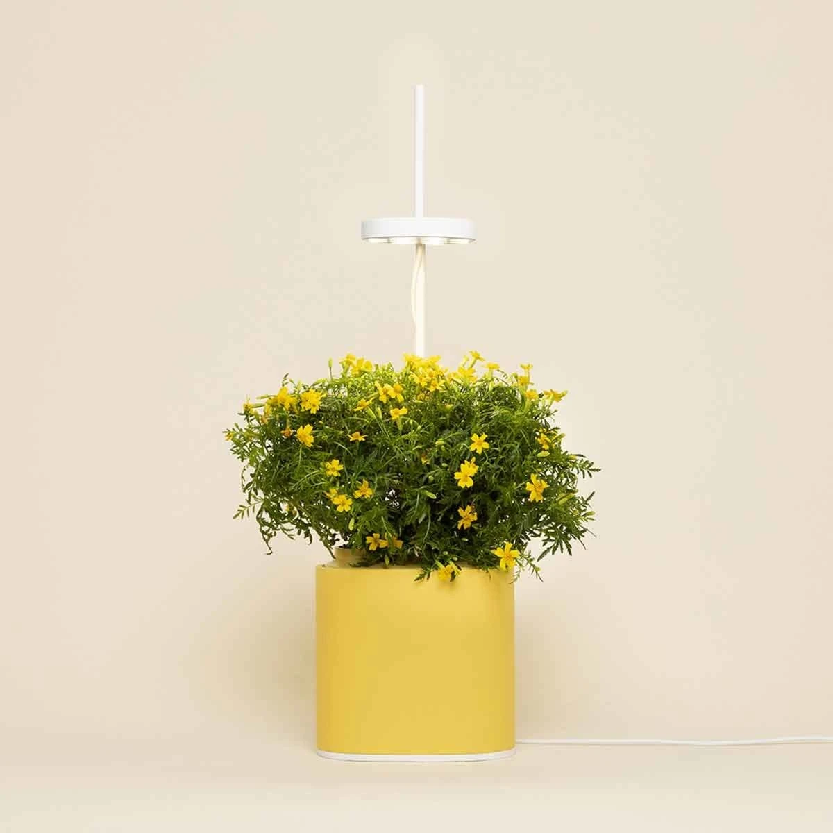 Pret A Pousser Nano Garden Mimosa Yellow With 1 Basil Pod 6 Pret A Pousser Nano Garden Mimosa Yellow With 1 Basil Pod - Image 6