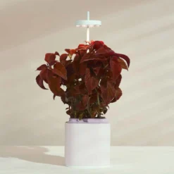 Pret A Pousser Nano Garden Quartz Pink With 1 Basil Pod -Garden Tools Shop 299380 3