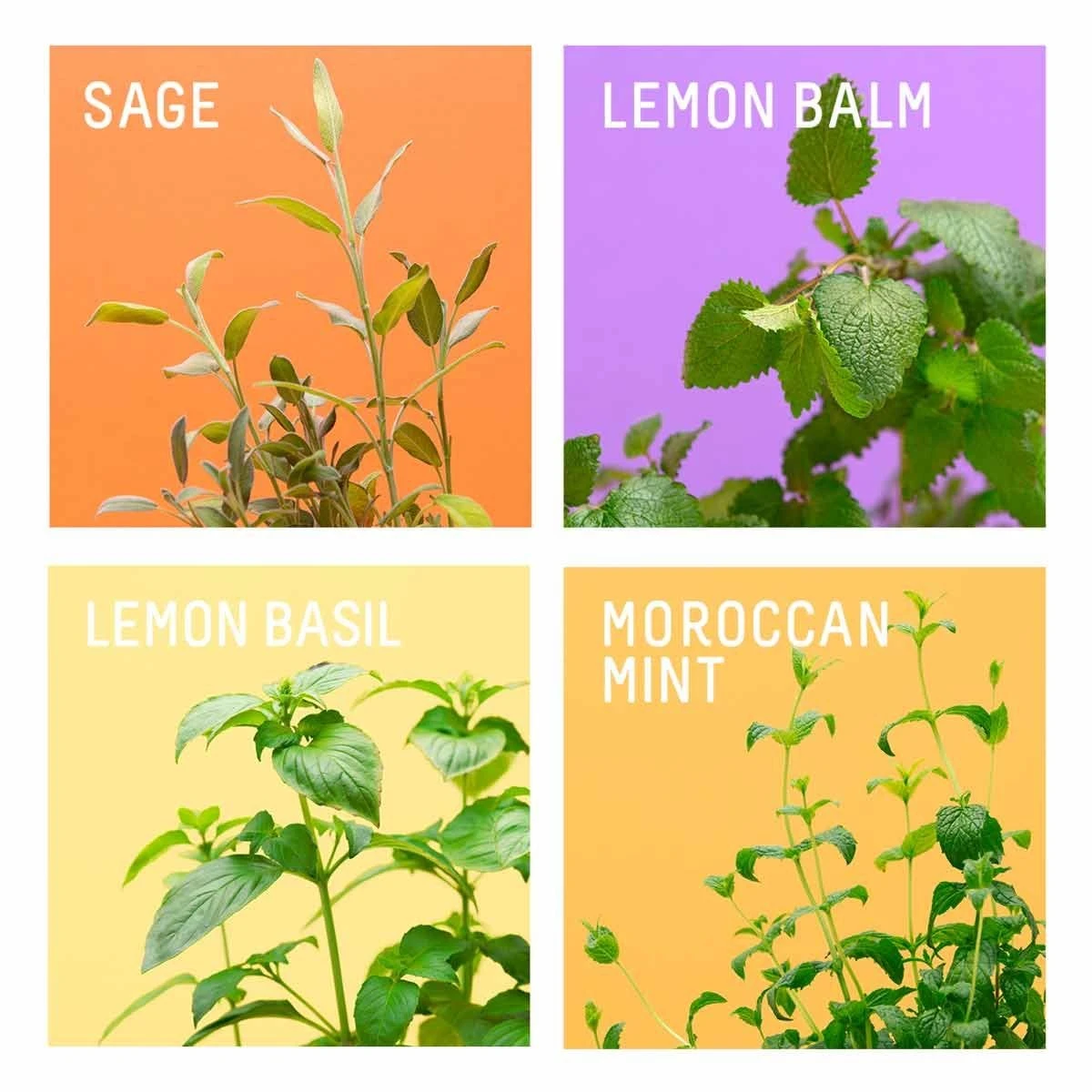 Pret A Pousser Homemade Cocktail Pack Of 4 Pods - Lemon Basil, Sage, Lemon Balm, And Moroccan Mint 2 Pret A Pousser Homemade Cocktail Pack Of 4 Pods - Lemon Basil, Sage, Lemon Balm, And Moroccan Mint - Image 2