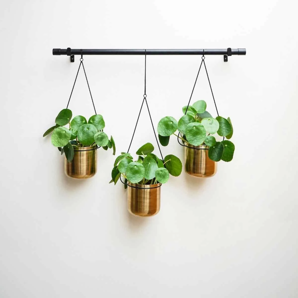 Ivyline Linear Hanging Planters In Black And Gold - 81Cm 1 Ivyline Linear Hanging Planters In Black And Gold - 81Cm