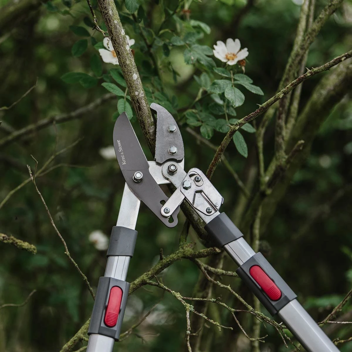 Kent & Stowe Tele Ratchet Telescopic Anvil Lopper Pruner 6 Positions 65Cm-94Cm 5 Kent & Stowe Tele Ratchet Telescopic Anvil Lopper Pruner 6 Positions 65Cm-94Cm - Image 5