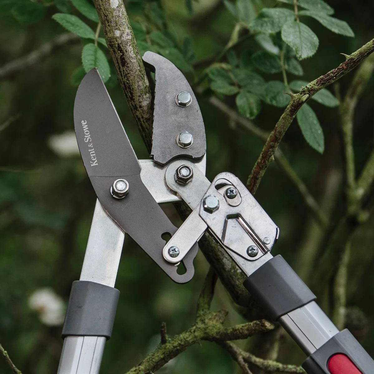 Kent & Stowe Tele Ratchet Telescopic Anvil Lopper Pruner 6 Positions 65Cm-94Cm 6 Kent & Stowe Tele Ratchet Telescopic Anvil Lopper Pruner 6 Positions 65Cm-94Cm - Image 6