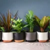 Thompson And Morgan Scandi Houseplant Mixed 12cm Pot X 6