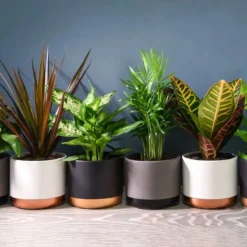 Thompson And Morgan Scandi Houseplant Mixed 12cm Pot X 6