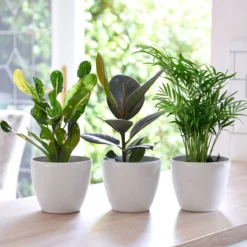 Thompson And Morgan Scandi Houseplant Mixed 12cm Pot X 3 -Garden Tools Shop 370678 3 1