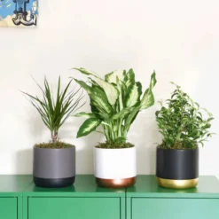 Thompson And Morgan Scandi Houseplant Mixed 12cm Pot X 6 -Garden Tools Shop 370678 5 1