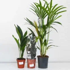 Thompson And Morgan Scandi Houseplant Mixed 12cm Pot X 6 -Garden Tools Shop 370678 7 1 1