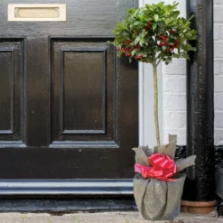 Thompson And Morgan Holly Ilex 'Green Alaska' 2 Litre Pot - 2 Plants -Garden Tools Shop 370688 10 1