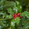 Thompson And Morgan Holly Ilex 'Green Alaska' 2 Litre Pot - 2 Plants