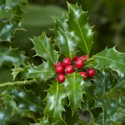 Thompson And Morgan Holly Ilex 'Green Alaska' 2 Litre Pot - 2 Plants