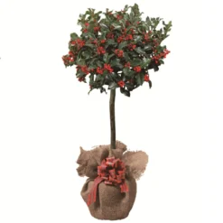 Thompson And Morgan Holly Ilex 'Green Alaska' 2 Litre Pot - 2 Plants -Garden Tools Shop 370688 3 3