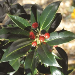 Thompson And Morgan Holly Ilex 'Green Alaska' 2 Litre Pot - 2 Plants -Garden Tools Shop 370688 4 3