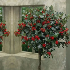 Thompson And Morgan Holly Ilex 'Green Alaska' 2 Litre Pot - 2 Plants -Garden Tools Shop 370688 5 2