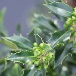 Thompson And Morgan Holly Ilex 'Green Alaska' 2 Litre Pot - 2 Plants -Garden Tools Shop 370688 6 2