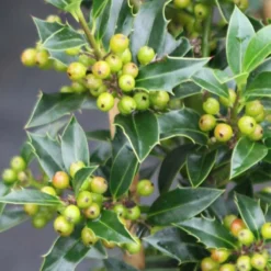 Thompson And Morgan Holly Ilex 'Green Alaska' 2 Litre Pot - 2 Plants -Garden Tools Shop 370688 7 2