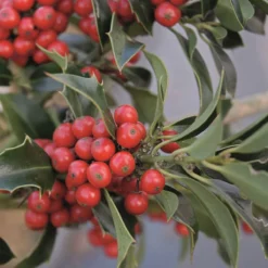 Thompson And Morgan Holly Ilex 'Green Alaska' 2 Litre Pot - 2 Plants -Garden Tools Shop 370688 9 2