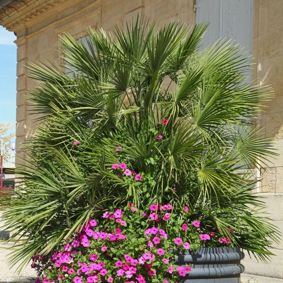 Thompson And Morgan Chamaerops Humilis - 19cm X 1 Plant 1 Thompson And Morgan Chamaerops Humilis - 19cm X 1 Plant