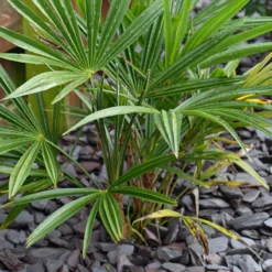 Thompson And Morgan Chamaerops Humilis - 19cm X 1 Plant 7 Thompson And Morgan Chamaerops Humilis - 19cm X 1 Plant -Garden Tools Shop 370699 4 2