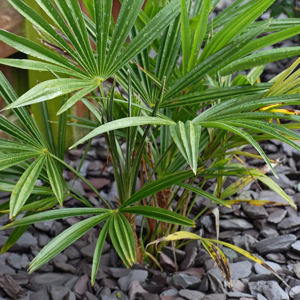 Thompson And Morgan Chamaerops Humilis - 19cm X 2 Plants 4 Thompson And Morgan Chamaerops Humilis - 19cm X 2 Plants - Image 4