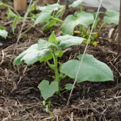 Thompson And Morgan Strulch Garden Mulch (100 Litre) X 2 Bags -Garden Tools Shop 370705 3 1