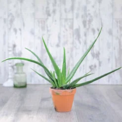Thompson And Morgan Aloe Vera 10.5cm Pot X 3 -Garden Tools Shop 370733 4 1 3