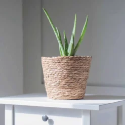 Thompson And Morgan Aloe Vera 10.5cm Pot X 3 -Garden Tools Shop 370733 5 1 3