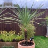 Thompson And Morgan Cordyline Australis Verde Atlantic Green - 17cm X 2 Plant