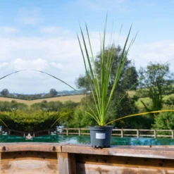 Thompson And Morgan Cordyline Australis Verde Atlantic Green - 17cm X 2 Plant -Garden Tools Shop 370744 3 3