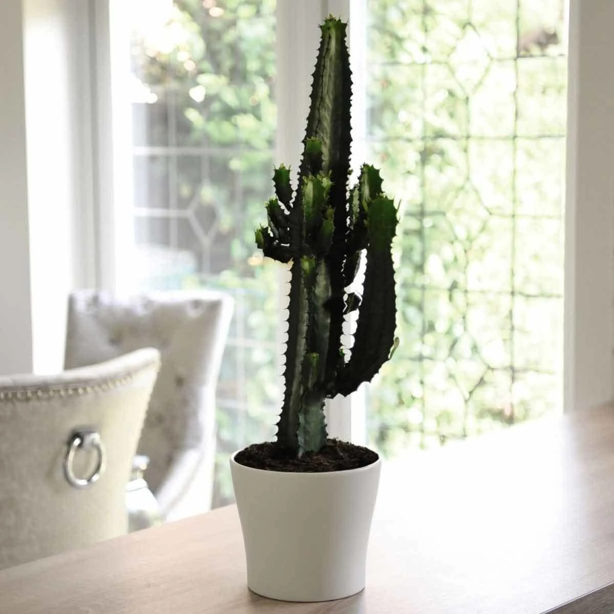 Thompson And Morgan Euphorbia Acruensis Cactus 17cm Pot X 1 1 Thompson And Morgan Euphorbia Acruensis Cactus 17cm Pot X 1