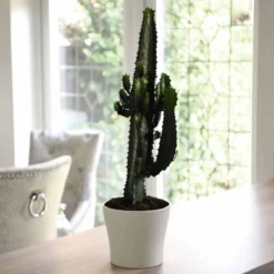 Thompson And Morgan Euphorbia Acruensis Cactus 17cm Pot X 2