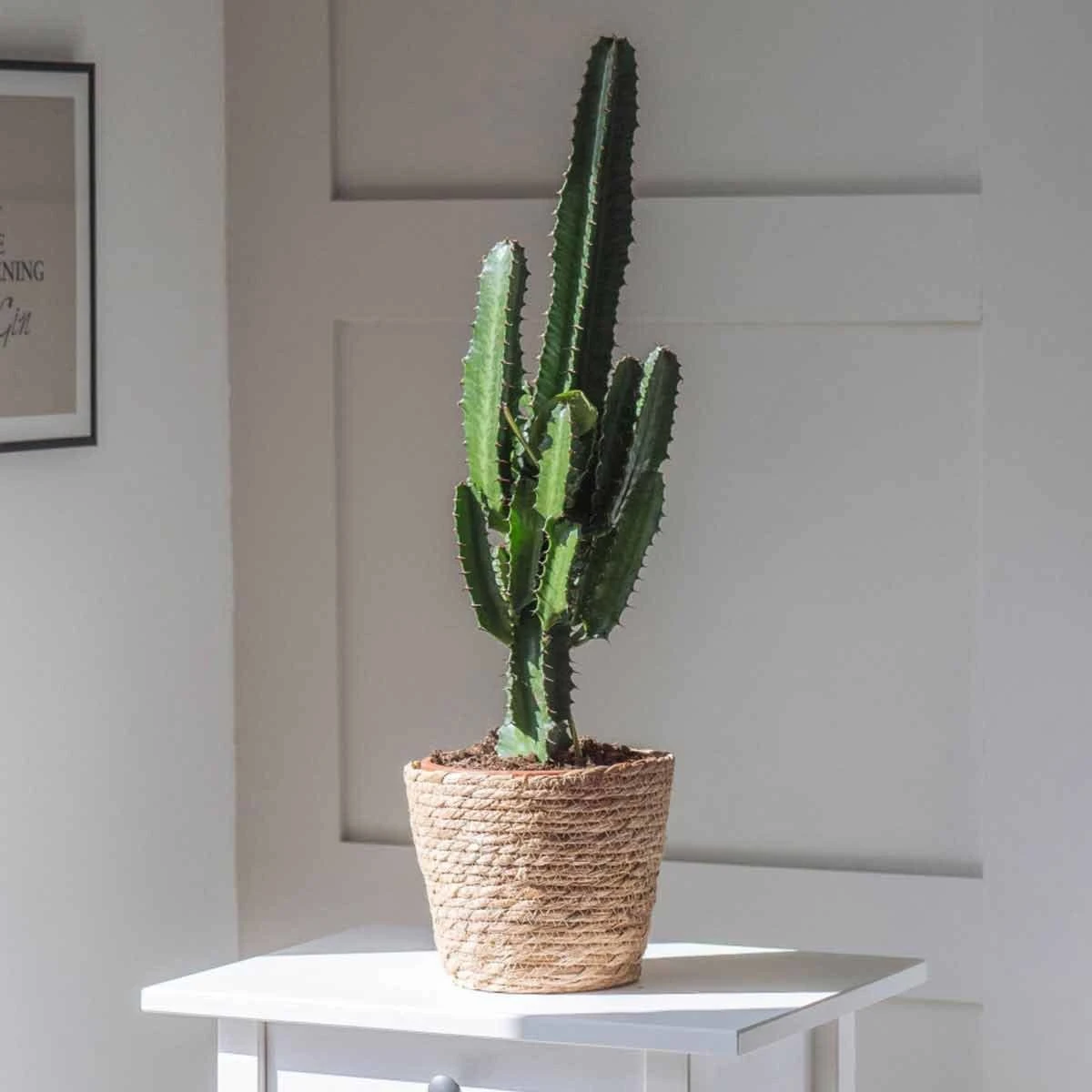 Thompson And Morgan Euphorbia Acruensis Cactus 17cm Pot X 1 2 Thompson And Morgan Euphorbia Acruensis Cactus 17cm Pot X 1 - Image 2