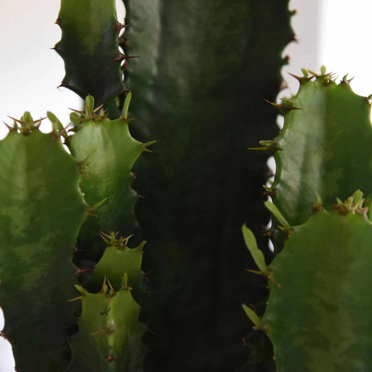 Thompson And Morgan Euphorbia Acruensis Cactus 17cm Pot X 1 3 Thompson And Morgan Euphorbia Acruensis Cactus 17cm Pot X 1 - Image 3