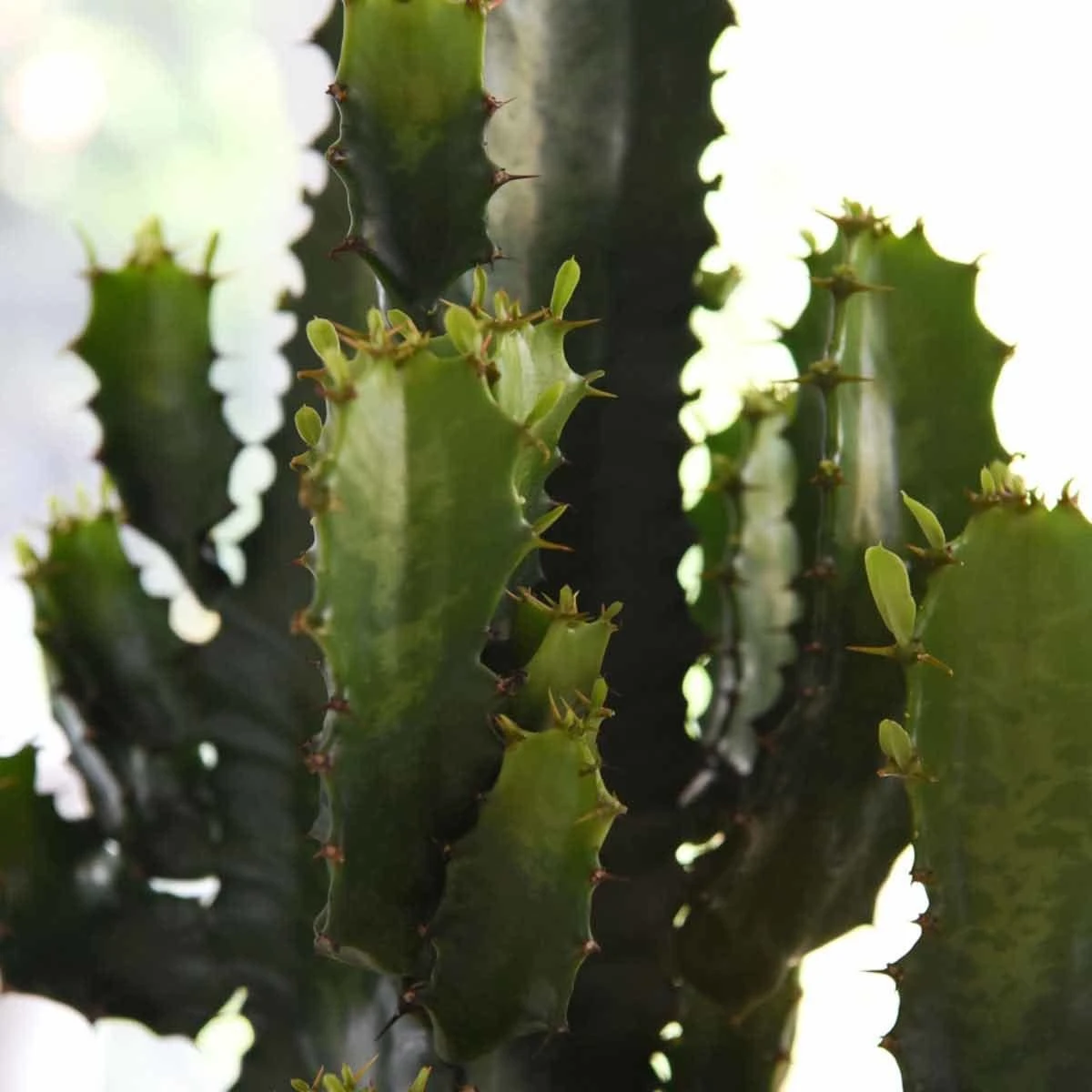 Thompson And Morgan Euphorbia Acruensis Cactus 17cm Pot X 1 4 Thompson And Morgan Euphorbia Acruensis Cactus 17cm Pot X 1 - Image 4