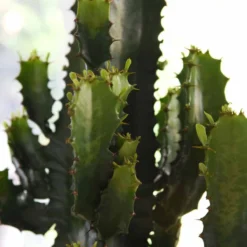 Thompson And Morgan Euphorbia Acruensis Cactus 17cm Pot X 2 -Garden Tools Shop 370766 4 1
