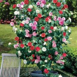 Thompson And Morgan Camellia Tricolour 15cm Pot X 1