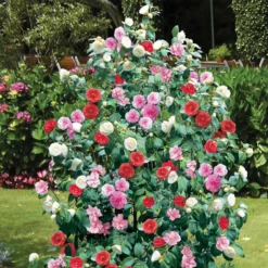 Thompson And Morgan Camellia Tricolour 15cm Pot X 2 -Garden Tools Shop 370775 2 1 2