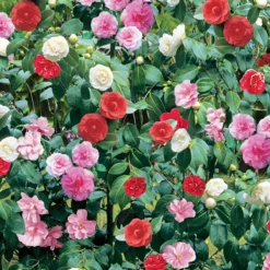 Thompson And Morgan Camellia Tricolour 15cm Pot X 2 -Garden Tools Shop 370775 3 1 2