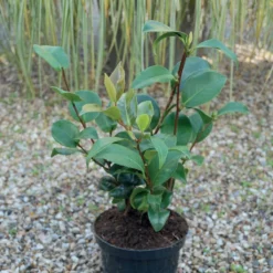 Thompson And Morgan Camellia Tricolour 15cm Pot X 1 -Garden Tools Shop 370775 4 1