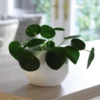 Thompson And Morgan Pilea - Chinese Money Plant 11cm Pot X 1