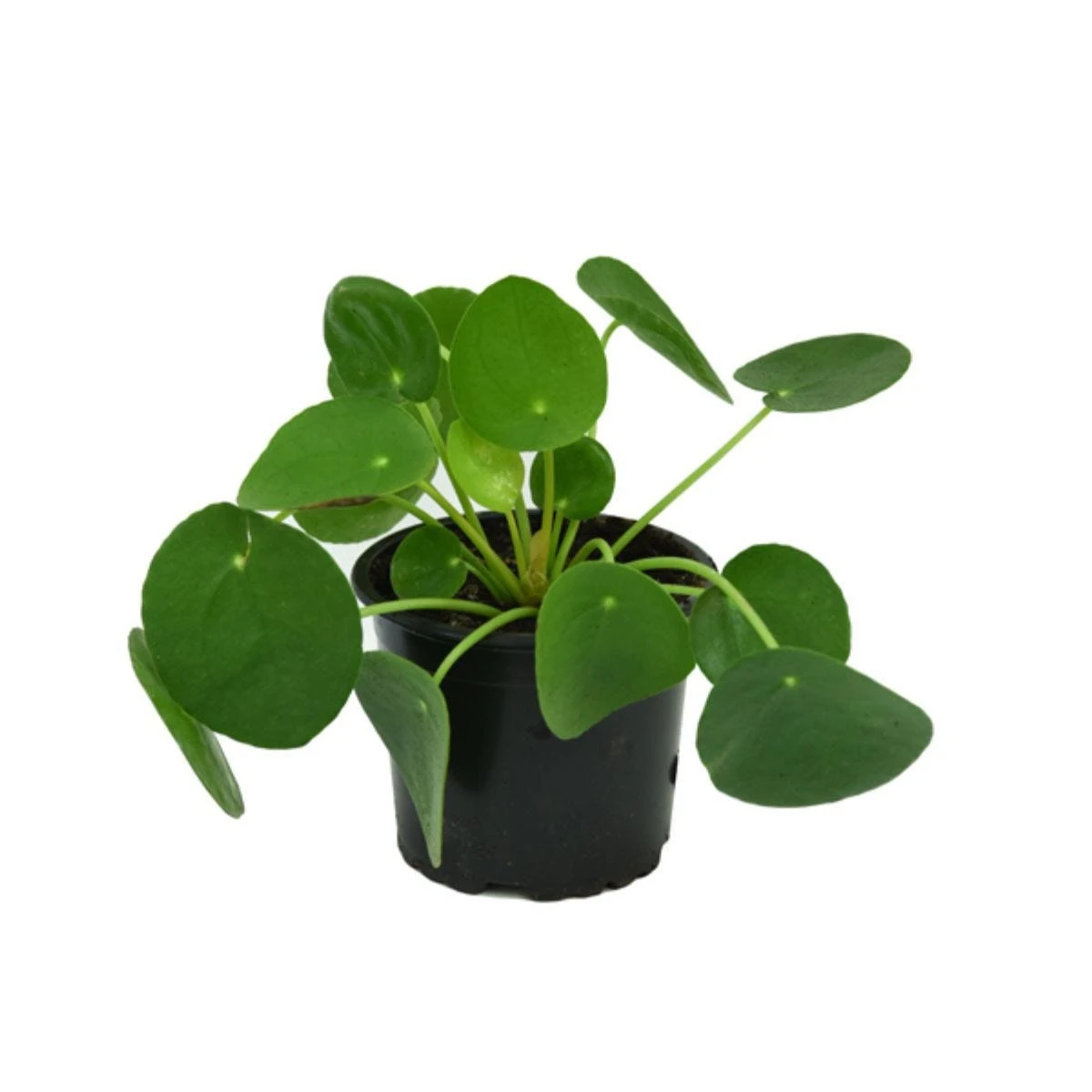 Thompson And Morgan Pilea - Chinese Money Plant 11cm Pot X 1 2 Thompson And Morgan Pilea - Chinese Money Plant 11cm Pot X 1 - Image 2