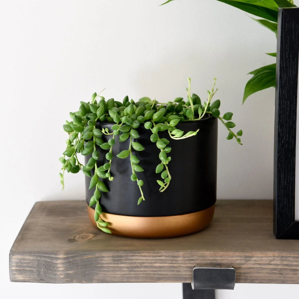 Thompson And Morgan Senecio String Of Teardrops 11cm Pot X 2 1 Thompson And Morgan Senecio String Of Teardrops 11cm Pot X 2