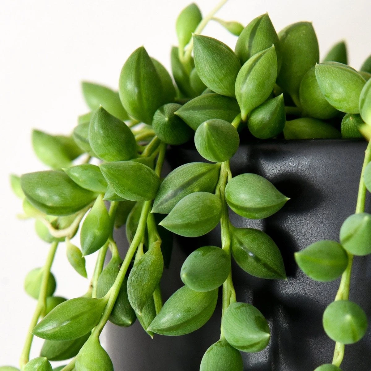 Thompson And Morgan Senecio String Of Teardrops 11cm Pot X 2 2 Thompson And Morgan Senecio String Of Teardrops 11cm Pot X 2 - Image 2