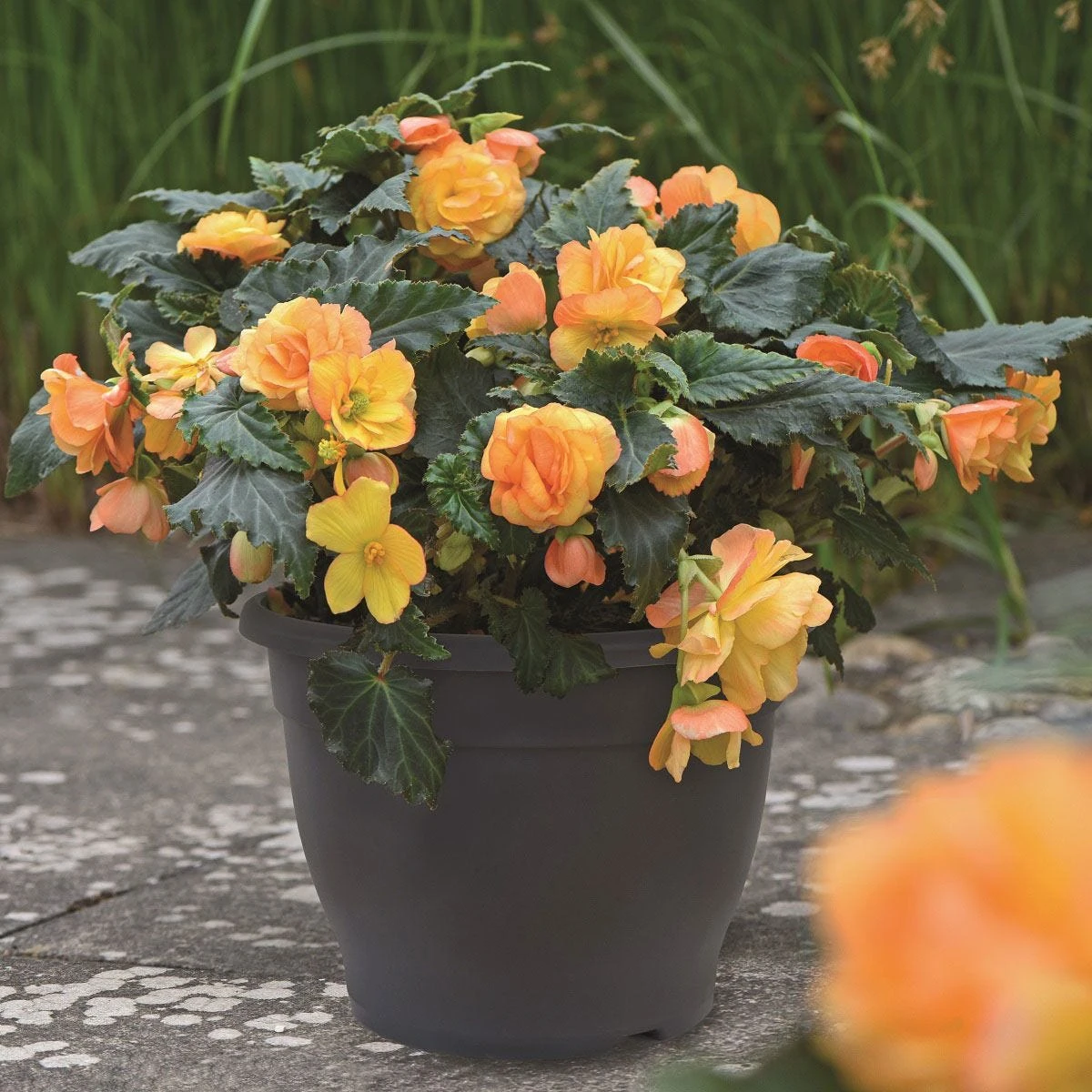 Thompson And Morgan Grey Sabina Plant Pots X 3 4 Thompson And Morgan Grey Sabina Plant Pots X 3 - Image 4