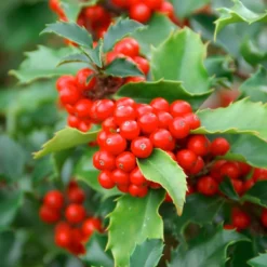 Thompson And Morgan Hedge Holly 9cm Pot X 10